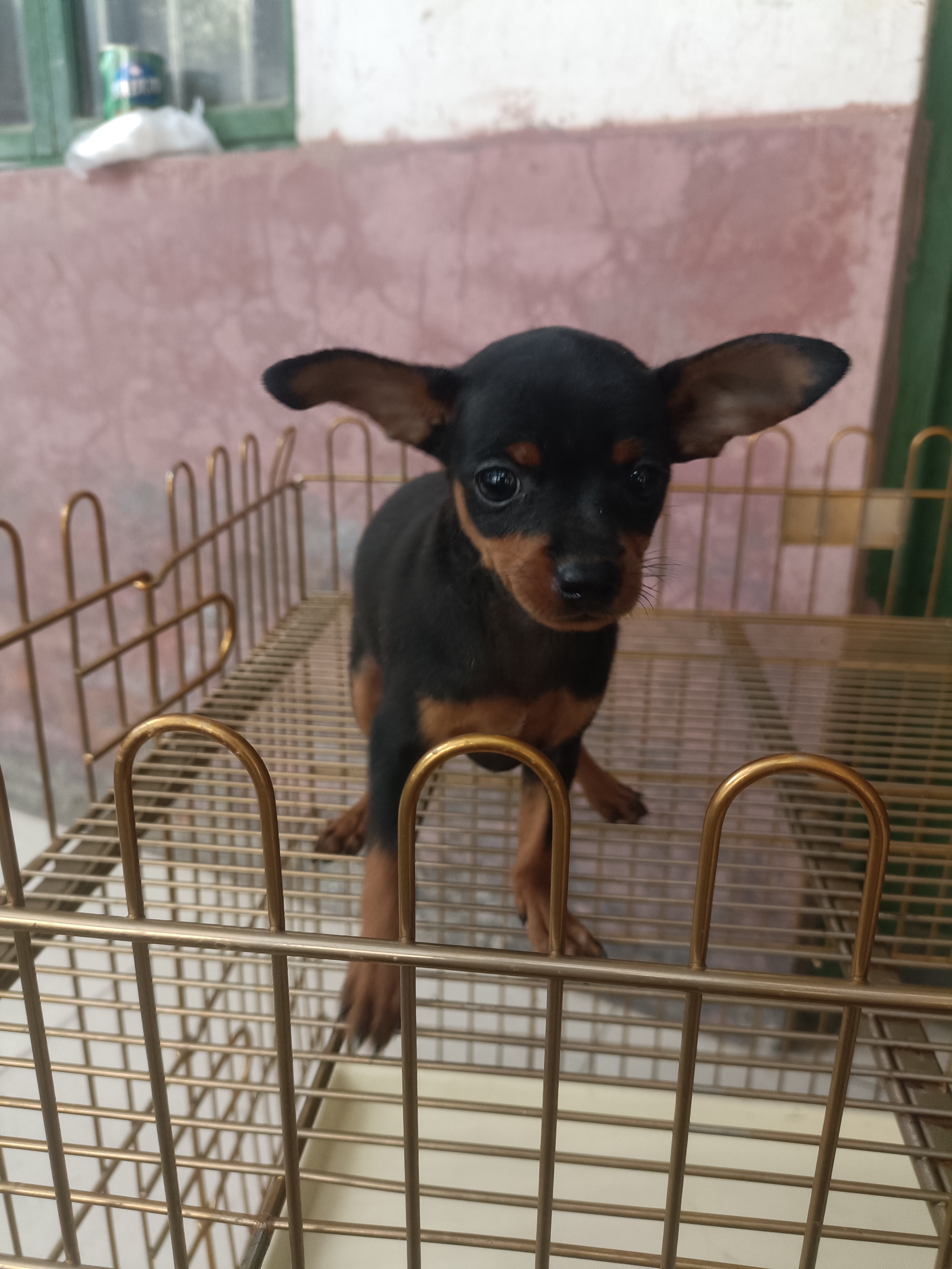 小鹿犬，活泼可爱，不掉毛，没体味支持平台下单
